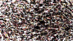 Image: image from vibrant