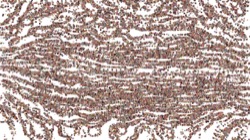 image: image from active