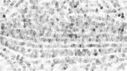 image: image from fizzy