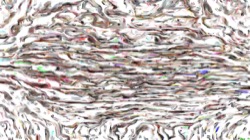 image: image from wild