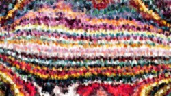 image: image from wild