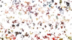 image: image from msg attractor ex