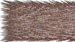 image: image from chuck's shooting stars