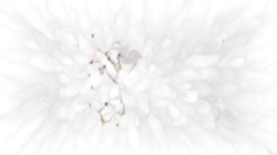 image: image from chuck's shooting stars