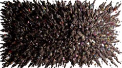 image: image from chuck's shooting stars