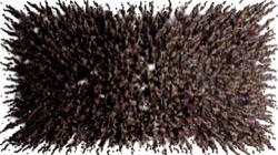 image: image from chuck's shooting stars