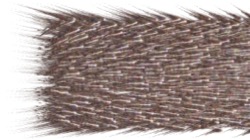 image: image from chuck's shooting stars