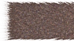 image: image from chuck's shooting stars