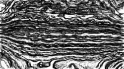 Image: image from nagal series 04