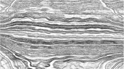 Image: image from nagal series 04