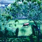 image: Image from the photoset &lsquo;photographer&nbsp;x&nbsp;(iii)&rsquo;.